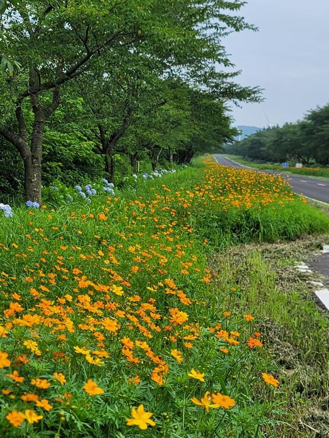 Brassica Flower Pension Seogwipo Exterior photo
