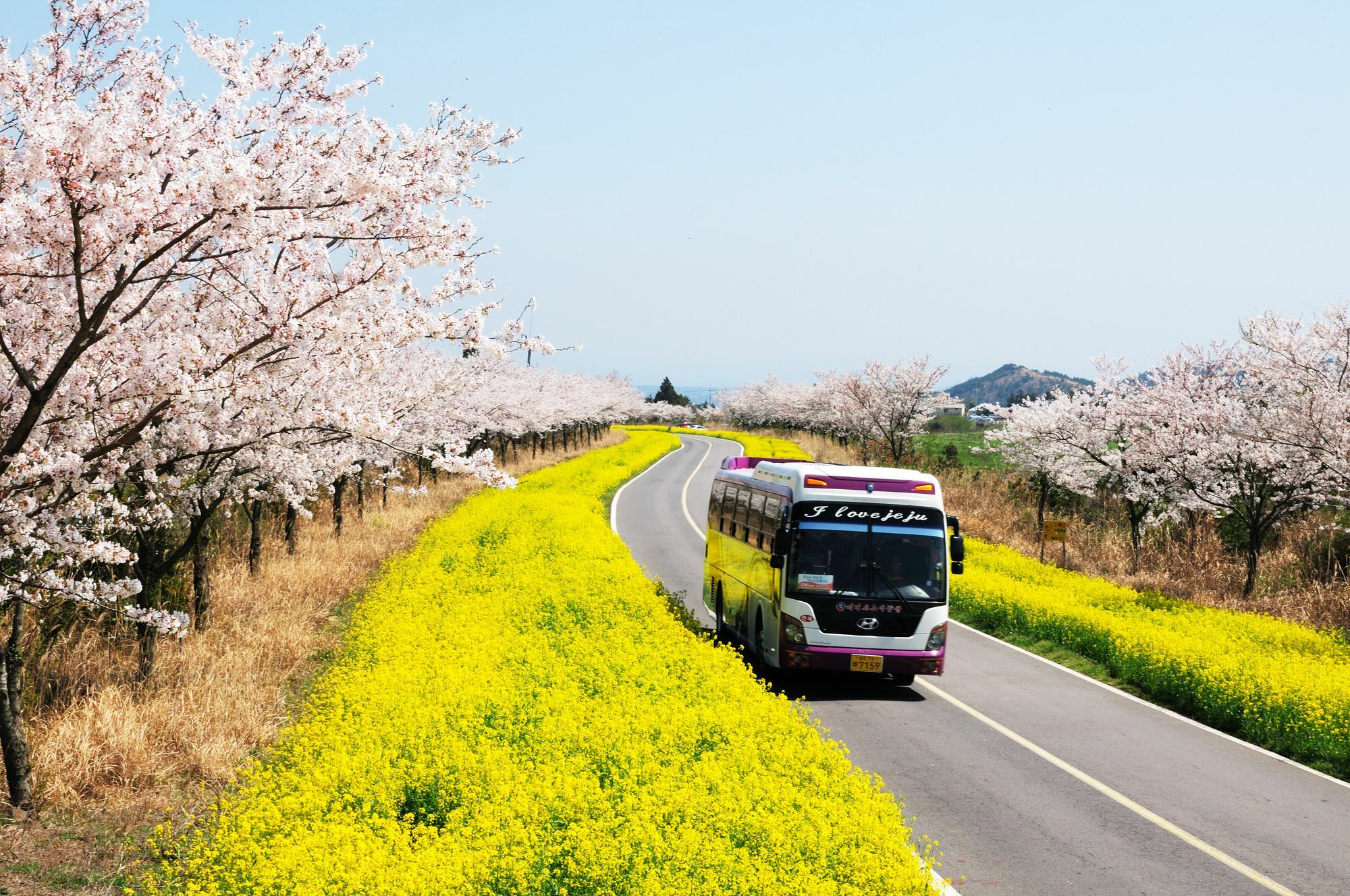 Brassica Flower Pension Seogwipo Exterior photo